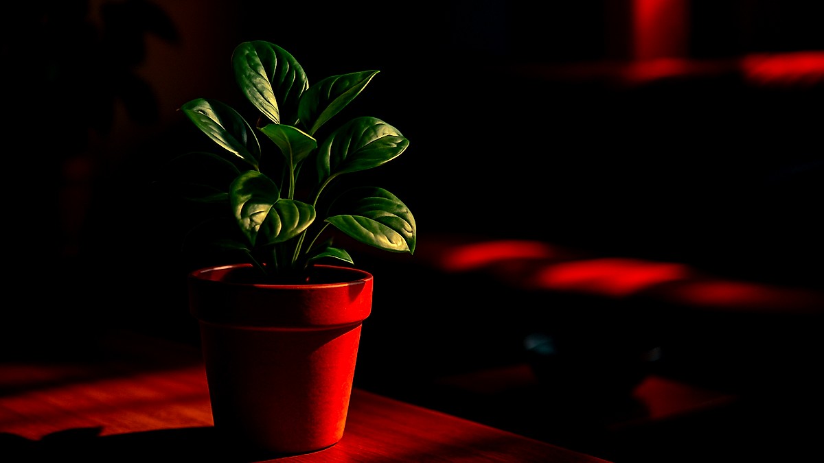 Warum manche Wohnungen immer frisch riechen ohne Duftstäbchen